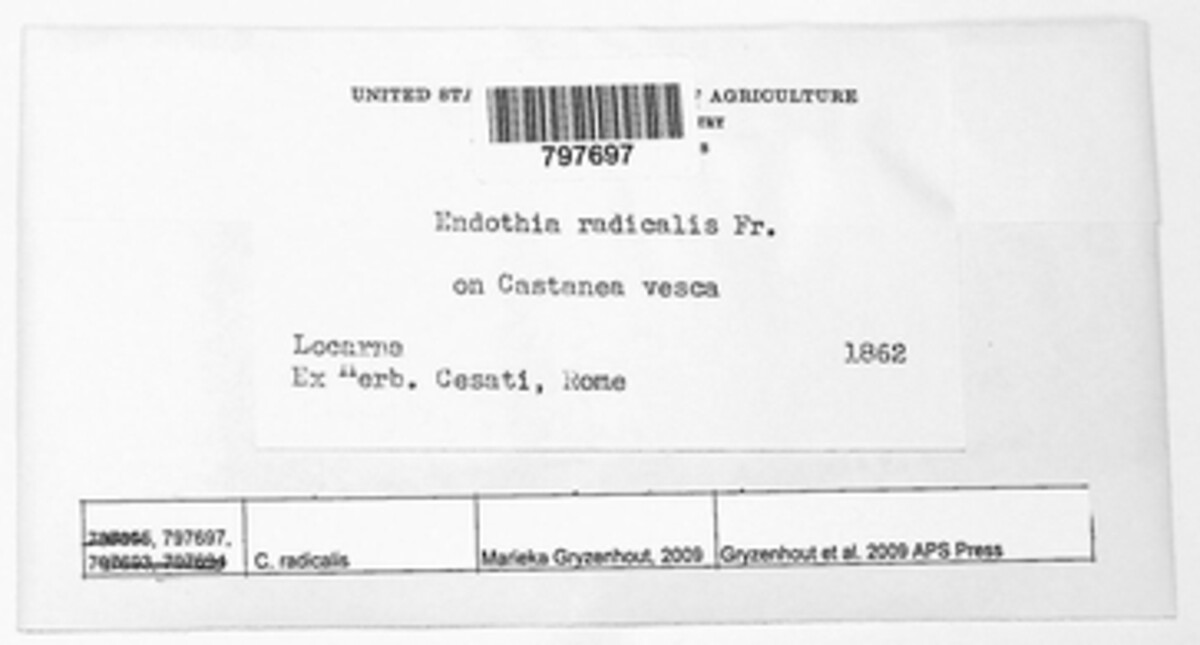 Cryphonectria radicalis image